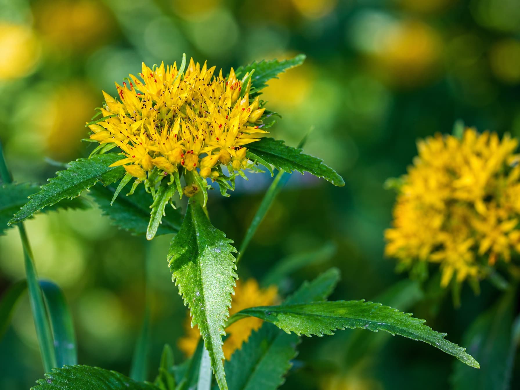 Rosenrot (Rhodiola rosea) i blomst